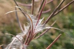 weidenroesche-schmalblaettriges-frucht-offen