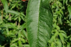 schmetterlingsflieder-einzelblatt-oberseite