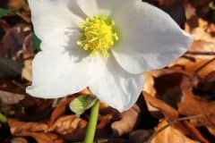 schneerose-christrose-bluete-detail