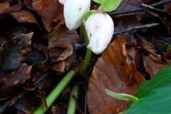 schneerose-christrose-blueten-knospen