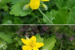 schoellkraut-blueten-ansichten