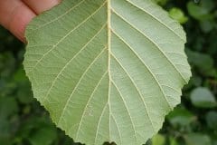 Schwarz Erle - Blatt Unterseite