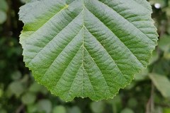 Schwarz Erle - Blatt Oberseite