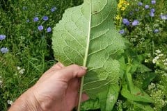 koenigskerze-schwarze-einzelbaltt-unterseite