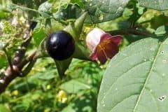 tollkirsche-schwarze-frucht-bluete