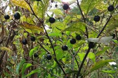 tollkirsche-schwarze-herbst