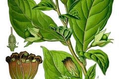 tollkirsche-schwarze-illustration