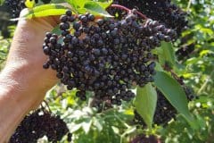 holunder-schwarzer-fruchtstaende-groessen