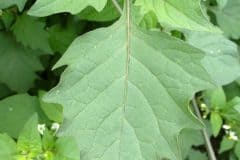 nachtschatten-schwarzer-blatt