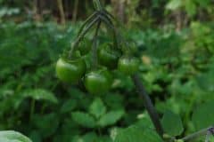 nachtschatten-schwarzer-fruechte-unreif