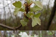 pappel-silber-blatt-austrieb