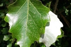 pappel-silber-blatt-ober-unterseite-vergleich