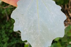 pappel-silber-blatt-unterseite