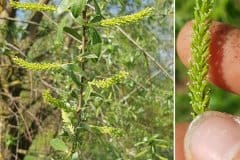 weide-silber-blueten