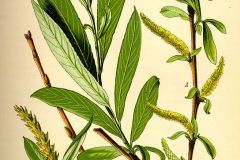 weide-silber-illustration