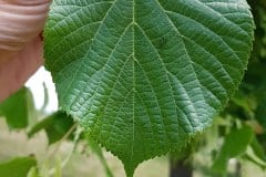 linde-sommer-blatt-oberseite