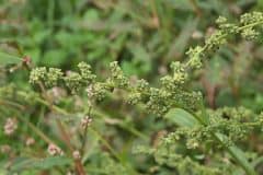 melde-spreizende-blueten-beginnende-frucht