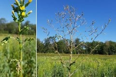 lattich-stachel-kompass-bluetenstand-aelter