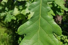 eiche-stieleiche-blatt-oberseite