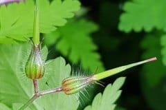 storchschnable-stink-ruprechtskraut-junge-fruechte