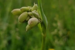 taubenkropf-leimkraut-blueten-knospen