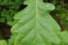 eiche-trauben-blatt-oberseite