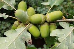 eiche-trauben-fruechte-unreif