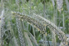 triticale-feld-aehre