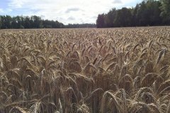 triticale-feld-reif