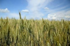 triticale-feld-unreif