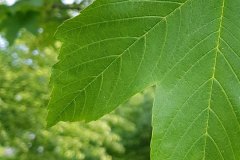 bergahonr-blatt-detail