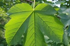 bergahorn-blatt