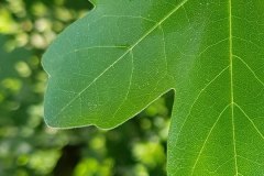 feldahorn-blatt-detail