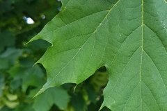 spitzahorn-blatt-detail