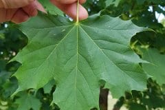 spitzahorn-blatt