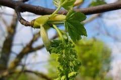 berahorn-bluete-austrieb