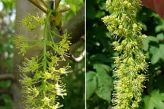 bergahorn-bluetenstand