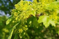 feldahorn-bluete-austrieb