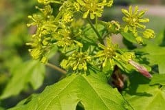 feldahorn-bluetenstand