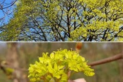 spitzahorn-bluete-bluetenstand