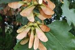 bergahorn-fruchtstand