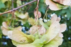 feldahorn-fruchtstand