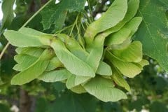 sitzahorn-fruchtstand