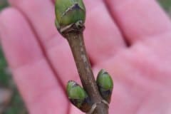 bergahorn-end-seitenknospen