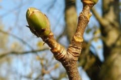 bergahorn-knospen