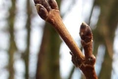feldahorn-knospen