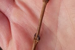 feldarhorn-end-seitenknospen