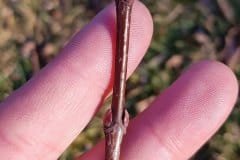 spitzahonr-end-seitenknospen