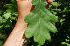 stieleiche-blatt-erkennungsmerkmale