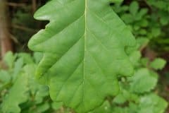 traubeneiche-blatt-erkennungsmerkmale